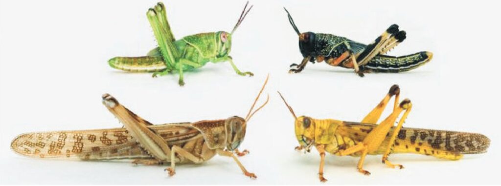 Type of Locusts - Urdu Science Monthly August 2020