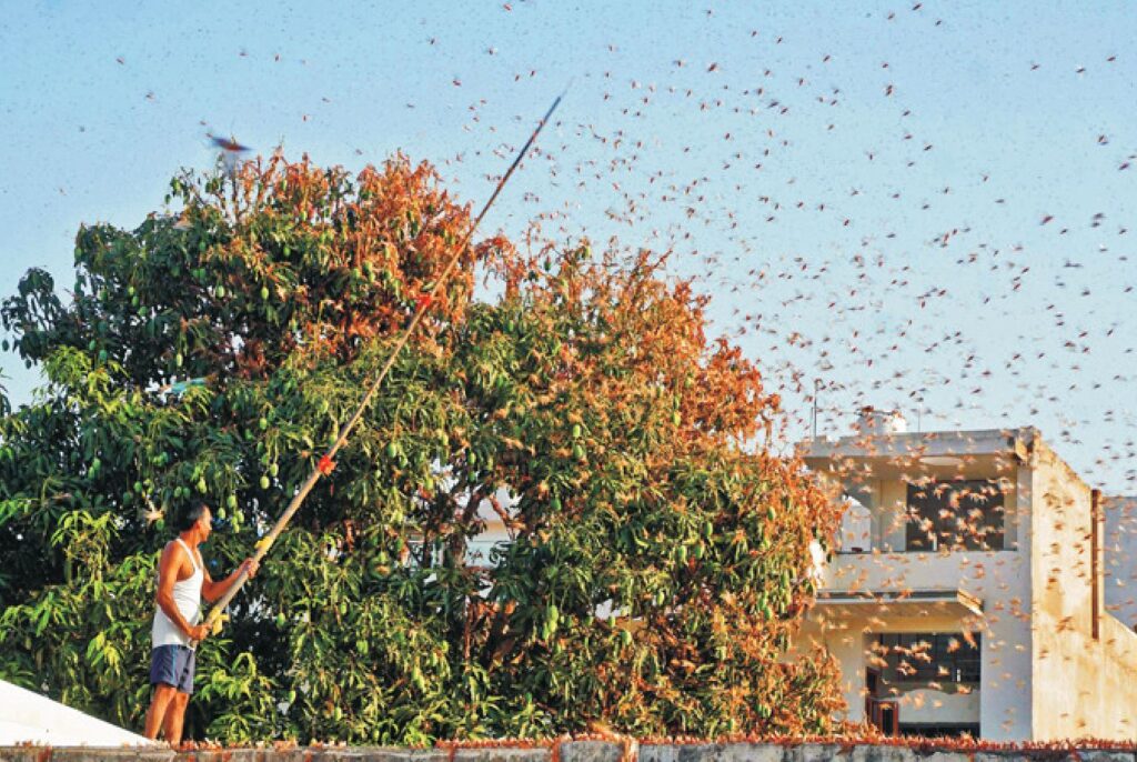 Locusts Swarm