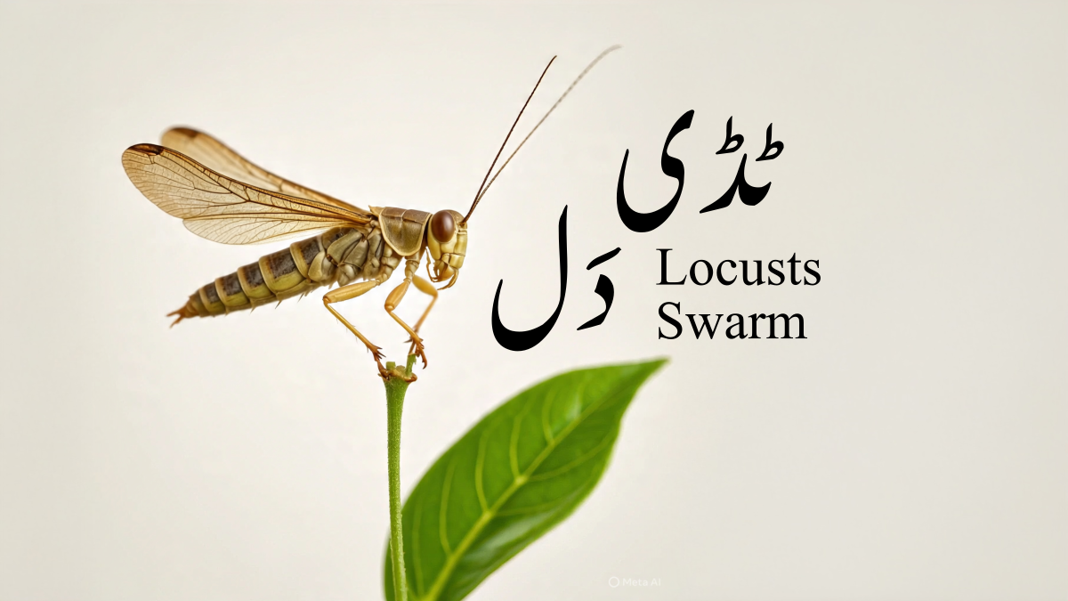 Locusts Swarm Title Image