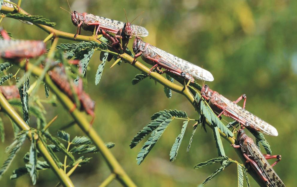 Locusts - Urdu Science Monthly 3